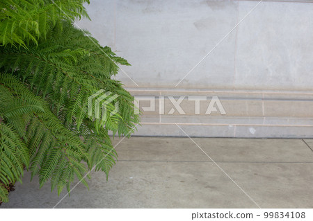 舊金山市的室內植物 99834108