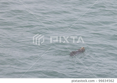 Wild sea otters at Cape Kiritappu Wild sea otters at Cape Kiritappu 99834562