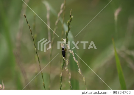 mealworm climbing the grass mealworm climbing the grass 99834703