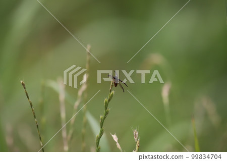 A mealworm that flies from above the grass A mealworm that flies from above the grass 99834704