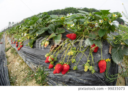 Strawberry fruits in growth in garden 99835073