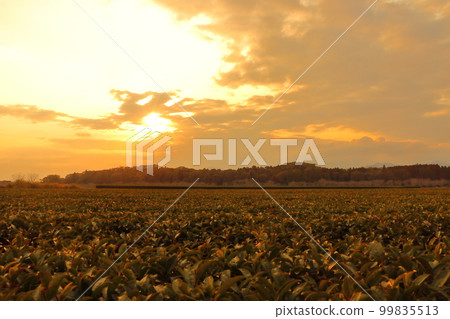 Sunset sky, sunset, clouds, tea plantation Sunset sky, sunset, clouds, tea plantation 99835513