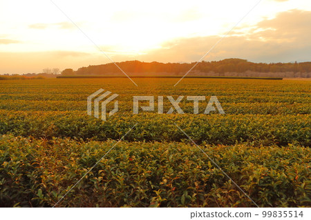 Sunset sky, sunset, clouds, tea plantation Sunset sky, sunset, clouds, tea plantation 99835514