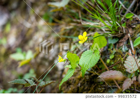 In the mountains of spring ~Breath~ 99835572