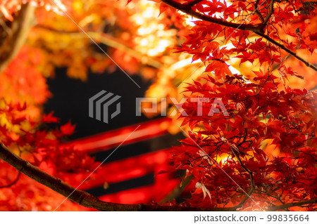 Autumn leaves 99835664