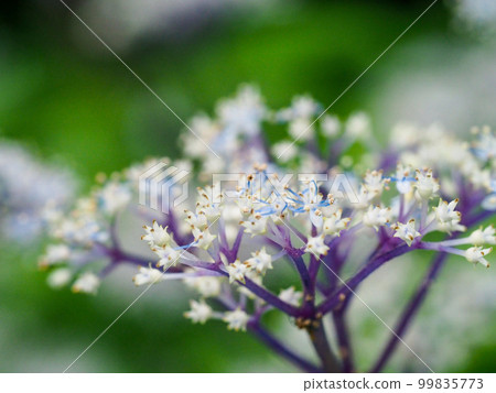 Cordyceps Cordyceps 99835773