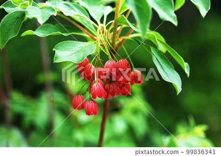 red flower bloom of Salad 99836341