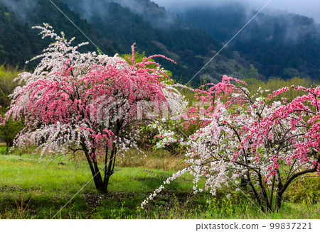 湖和櫻花 99837221