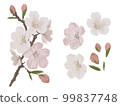 Realistic illustration of white and pink cherry blossoms 99837748
