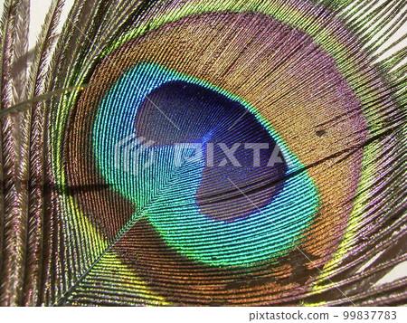 自然奇觀孔雀羽毛微距攝影結構色1 99837783