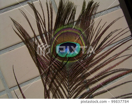 自然奇觀孔雀羽毛微距攝影結構色2 99837784