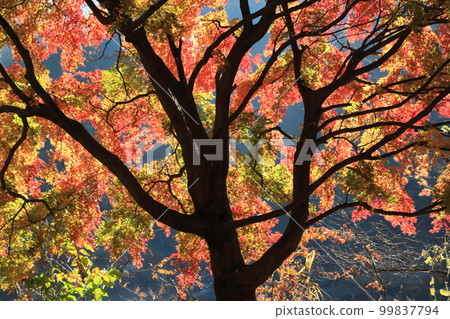 Autumn leaves to shine Autumn leaves to shine 99837794