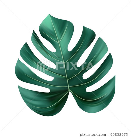 Jungle exotic leaf. tropical leaves 99838975