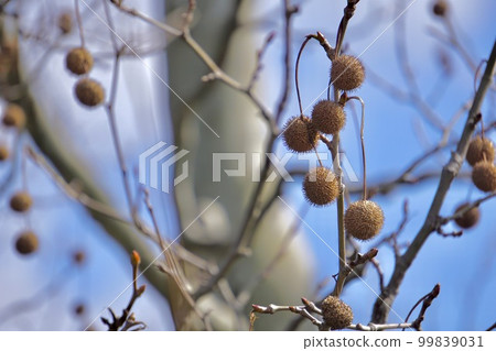 Blue sky and sycamore fruit Blue sky and sycamore fruit 99839031