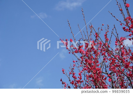 Red plum and sunny sky 99839035