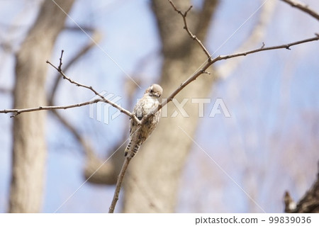 Japanese pygmy woodpecker perching on a branch 99839036