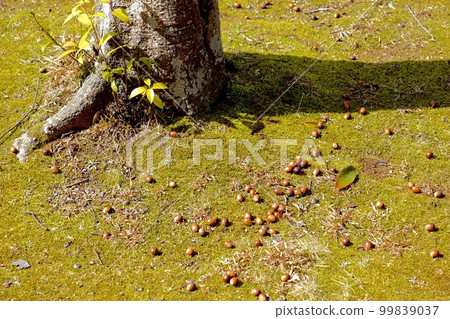 Acorns under the oak tree 99839037