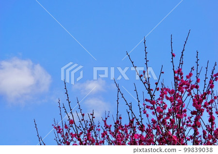 Blue sky and red plum tree 99839038