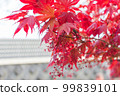 Australian maple. Maple leaves close-up 99839101