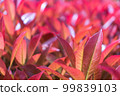 The red, just-blooming leaves of the Japanese Pieris bush. beautiful screensaver. 99839103
