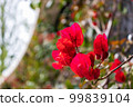 Summer flowers bougainvillea on the brick wall. 99839104