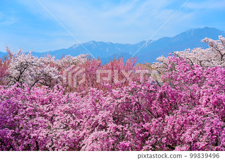 中央阿爾卑斯和櫻花的絕景 中央阿爾卑斯和櫻花的絕景 99839496