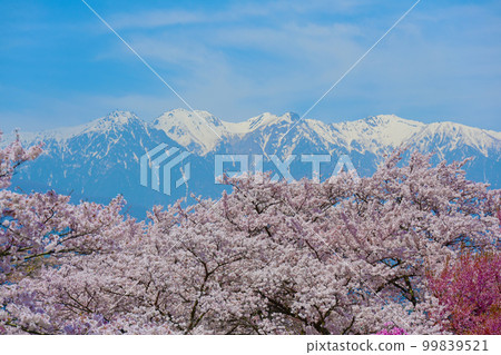 中央阿爾卑斯和櫻花的絕景 99839521