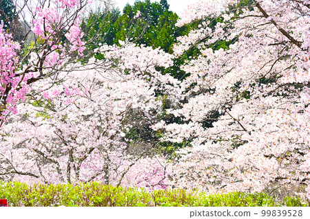 大草城跡公園櫻花盛開 99839528