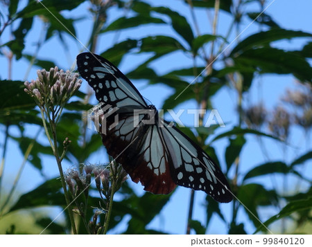 chestnut tiger butterfly butterfly chestnut tiger butterfly butterfly 99840120