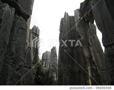 中國雲南省石林高聳的岩層，世界遺產 99840308