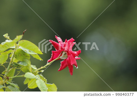 Arao City Ominous Citizen Flower Bed Rose Flower, 99840377