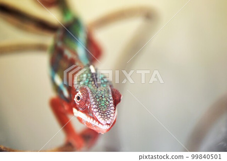 Panther Chameleon Panther Chameleon 99840501