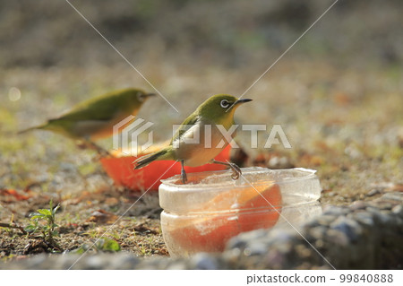 Wild birds White-eye that flew into the garden, 99840888