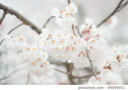Kamei cherry blossoms at Fujiei Shrine 99840911