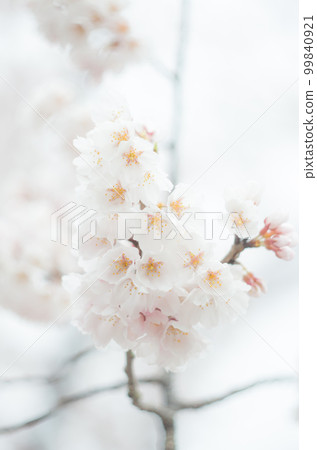 Kamei cherry blossoms at Fujiei Shrine 99840921