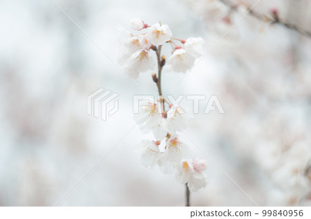 Kamei cherry blossoms at Fujiei Shrine 99840956