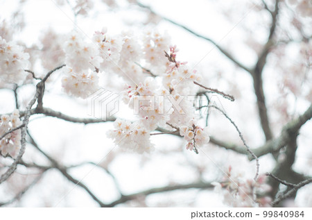 Kamei cherry blossoms at Fujiei Shrine 99840984