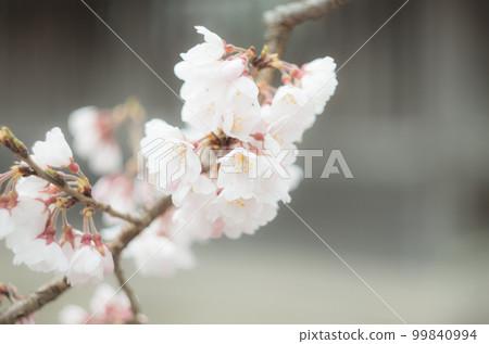藤榮神社的龜井櫻花 99840994