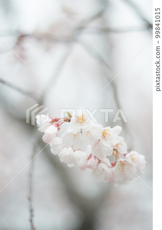 藤榮神社的龜井櫻花 99841015