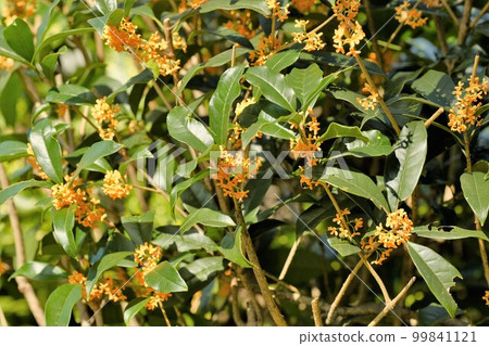 Osmanthus flower 99841121