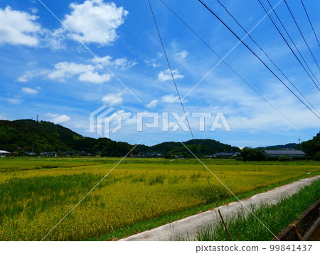 Blue sky, blue sea and park 99841437