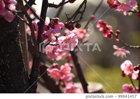 Ranmei of early spring 99841457