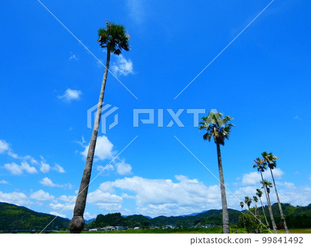 Washington Near Palm 99841492