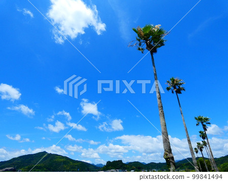 Washington Near Palm 99841494