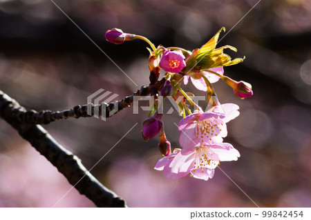 Pink cherry blossoms swaying in the wind on a sunny day 99842454