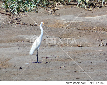 Heron 99842482