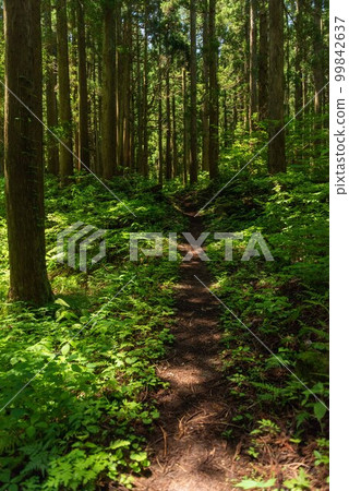 Mountain road Mountain road 99842637