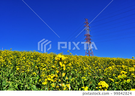 Rape blossoms, steel tower and blue sky Rape blossoms, steel tower and blue sky 99842824