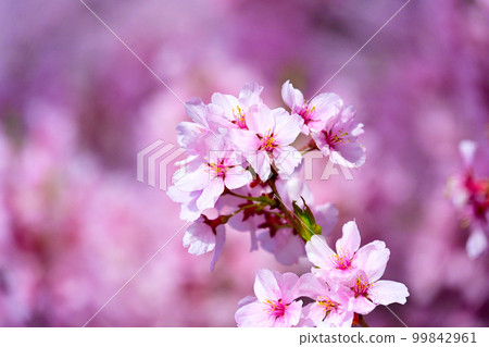 Cherry blossoms in full bloom at Takato Castle Ruins Park Cherry blossoms in full bloom at Takato Castle Ruins Park 99842961