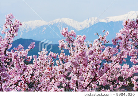 Central Alps and Takato Kohiganzakura in full bloom Central Alps and Takato Kohiganzakura in full bloom 99843020